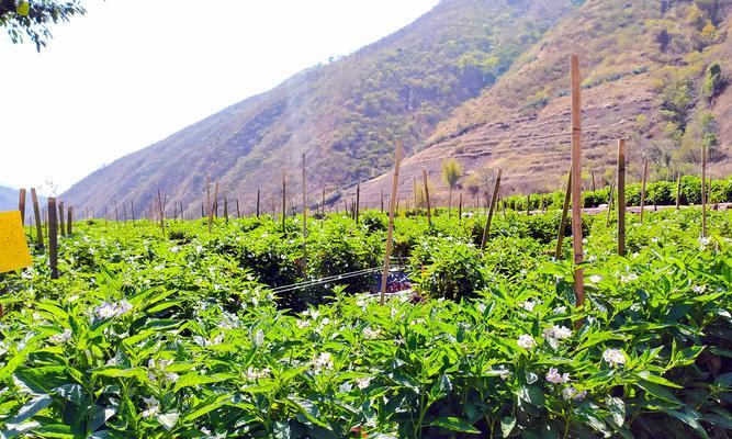 在家门口种植人参果，健康生活从此开始（家庭种植人参果的详细指南）