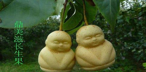 人参果怎么养殖能结果（详解人参果养殖技巧）