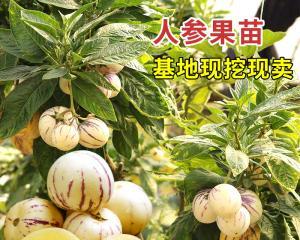 人参果种子的最佳种植时间（如何选择最佳的种植时间）