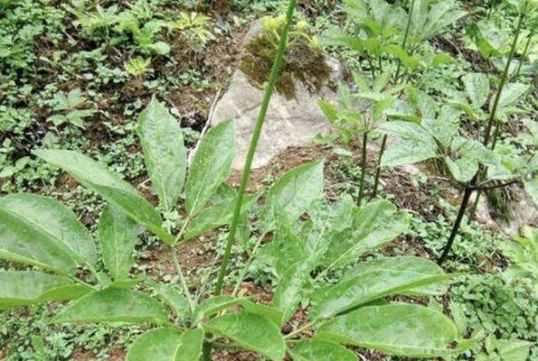 人参的种植月份（人参种植的最佳时间以及如何选择种植月份）
