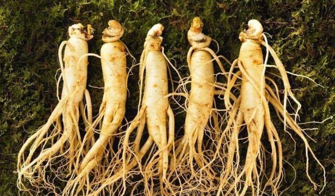 人参的种植月份（人参种植的最佳时间以及如何选择种植月份）
