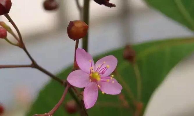 人参开花了吗（探寻人参开花的奥秘）