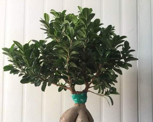 人参的盆栽养殖（种植方法）