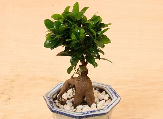 人参的盆栽养殖（种植方法）