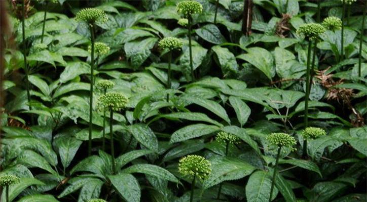 人参的开花时间及生长特点（揭秘人参的花期和性状）
