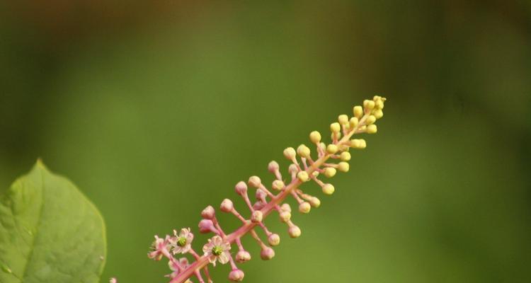 人参的开花时间及生长特点（揭秘人参的花期和性状）