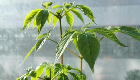 人参是多年生植物（了解人参的生长周期和特性）