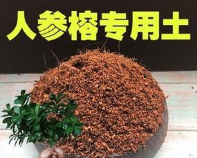 人参肥料的最佳选择（探讨人参生长所需肥料的种类和用途）