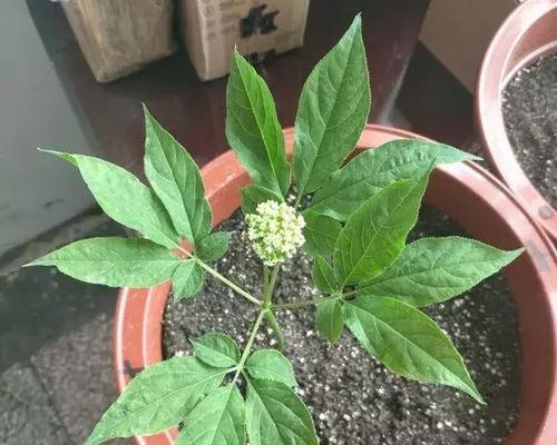 人参的养殖方法（从选种到收获）