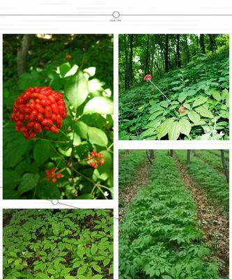 人参的种植技巧：从种子到成熟的完整过程