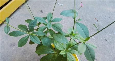 人参种子种植时间的最佳选择（探寻人参种子的最佳种植时间和方法）