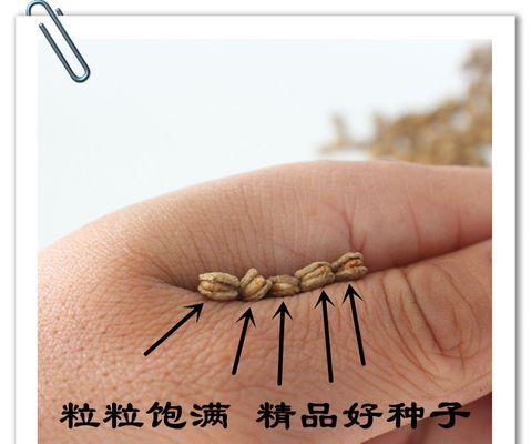 简单易行的催芽方法（简单易行的催芽方法）