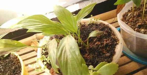 人奶能否用来浇花（探究人奶的植物营养成分与浇花效果）