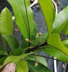 人心果嫁接几年结果的探究（探寻人心果嫁接后结果的影响因素与成长情况）