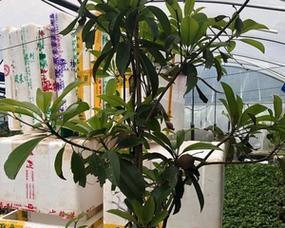 人心果嫁接几年结果的探究（探寻人心果嫁接后结果的影响因素与成长情况）