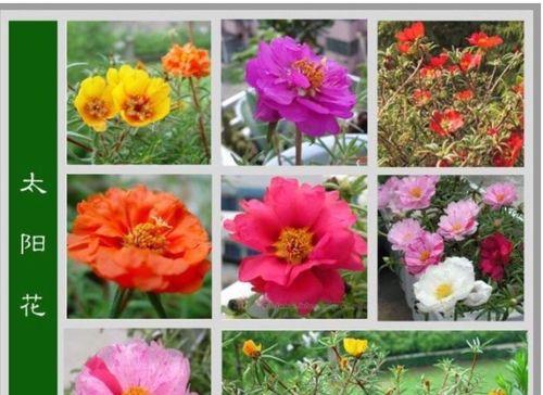 人心果的花期和开花频率（了解人心果的花期和开花规律）