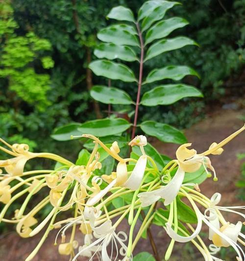 忍冬和冬青是两种不同的植物（区别在哪里）