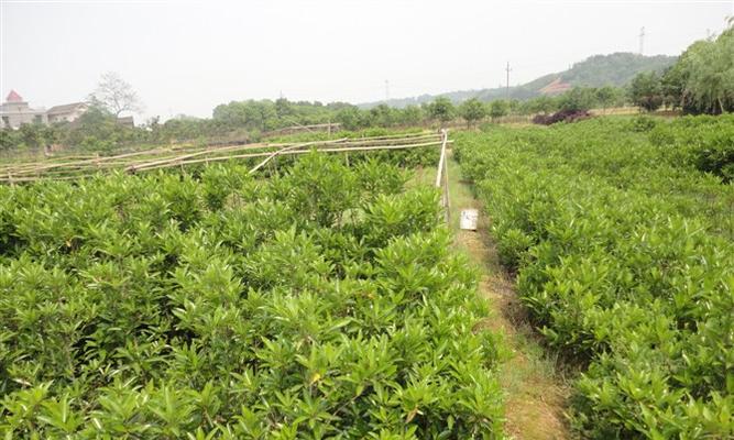 忍冬和冬青是两种不同的植物（区别在哪里）