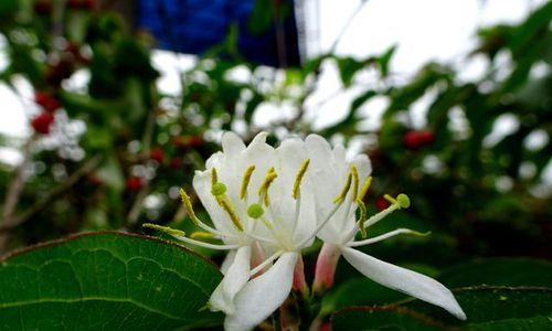 忍冬开花时间与生长环境（探究忍冬花期）