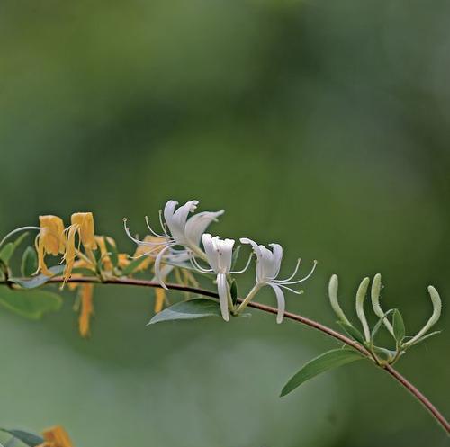 忍冬的花瓣数及特点——探究忍冬花的奥秘
