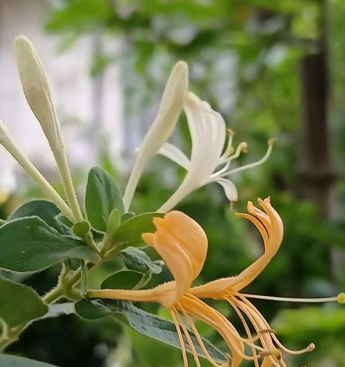 忍冬的花瓣数及特点——探究忍冬花的奥秘