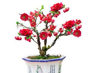 日本海棠之美——开花期和养护知识（探秘日本海棠开花的时机和养护技巧）