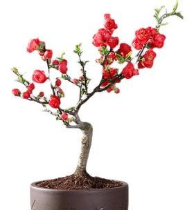 如何正确修剪日本海棠（科学方法让花园更美丽）
