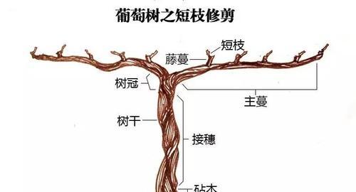 如何正确修剪日本海棠（科学方法让花园更美丽）