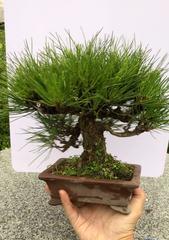 日本黑松栽培技巧（如何养出高大挺拔的黑松）