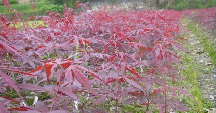 日本秋季红枫的魅力（探秘红枫树在冬季的美丽景色）