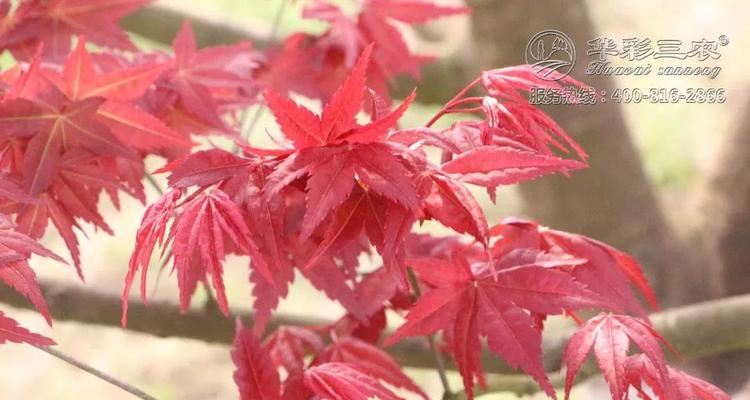 日本秋季红枫的魅力（探秘红枫树在冬季的美丽景色）
