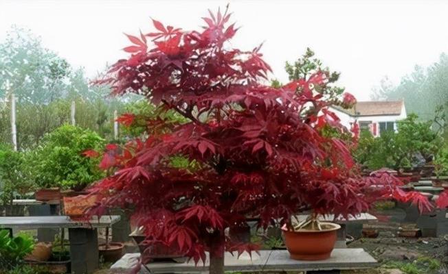 打造枫情别院，护理红枫关键在手（教你科学养护）