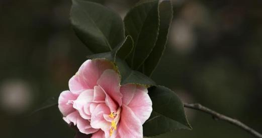 日本山茶花的花语和意义（探究山茶花代表的深刻含义）