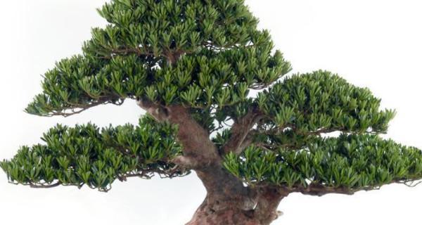 日本松树盆景品种排名，这些品种最值得一试（探寻日本松树盆景的美妙之处）