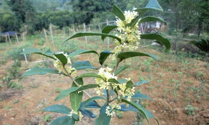 日香桂的养殖方法与注意事项（打造香气浓郁的日香桂花园）