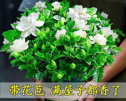 室外容易养的花卉（15种不容错过的选择）