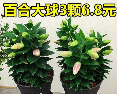 容易养活的室内花卉有哪些（十五种适合室内养护的花卉种类和护理技巧）