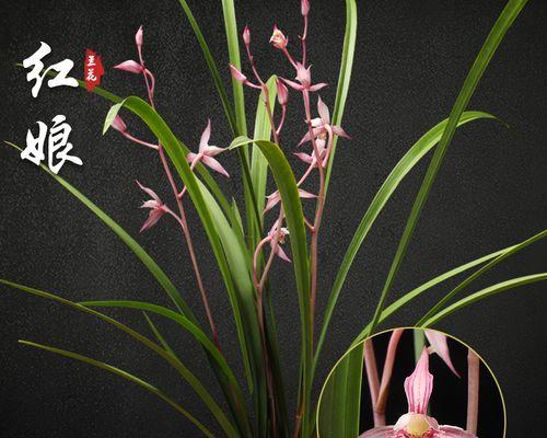 容易养活的室内花卉有哪些（十五种适合室内养护的花卉种类和护理技巧）