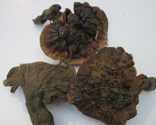 探究肉灵芝生长环境（寻找肉灵芝的栖息之地）