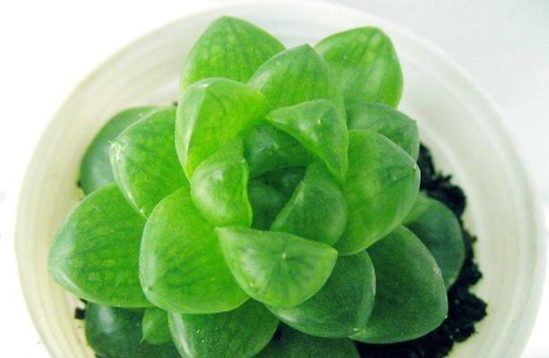 肉肉可以水培吗（探秘水培养肉肉的方法和技巧）