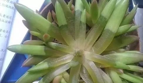 肉肉植物掉叶子的解决方法（掌握这些关键点）