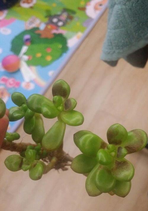 肉肉植物掉叶子的解决方法（掌握这些关键点）