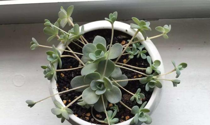 肉肉植物养护指南（打造舒适的“肉肉世界”）