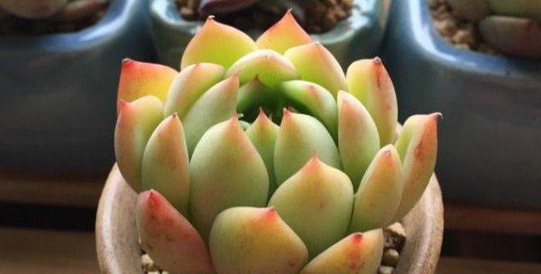 肉肉植物的种植时间（为您详细介绍肉肉植物的最佳种植时间）