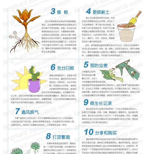 肉锥灯泡的培养和养护方法（让你的肉锥灯泡健康生长的技巧）