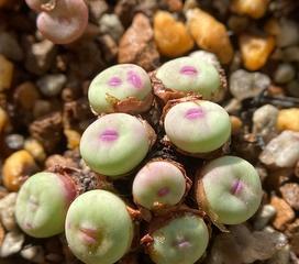 肉锥种植的最佳时间（了解肉锥播种时间）
