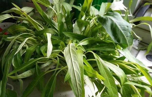 如何快速让空心菜生根（提高空心菜生根成功率的技巧与方法）