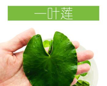 如何让一叶莲快速生根（掌握以下关键步骤）