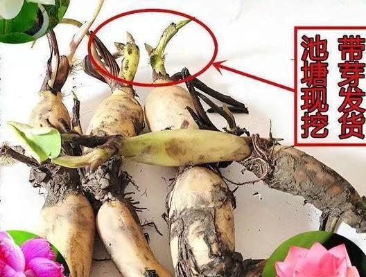 如何挑选新鲜好吃的莲藕（学会这些技巧）