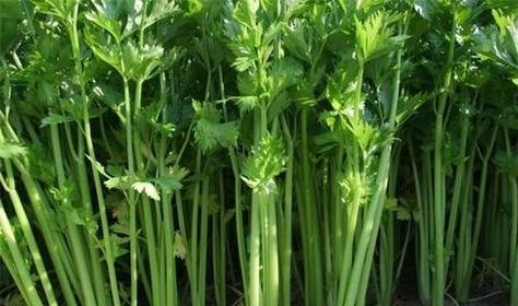 如何挑选新鲜美味的芹菜（挑选好芹菜）